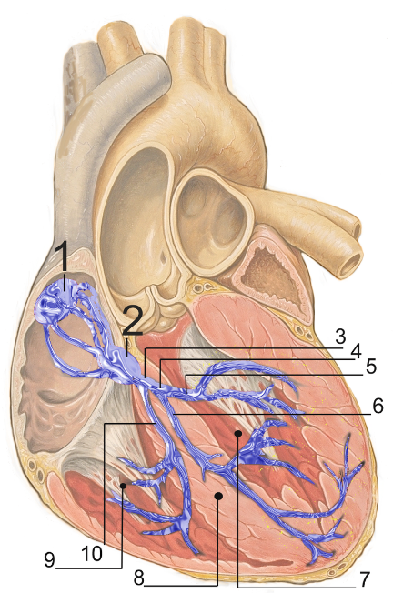 Srdce 2